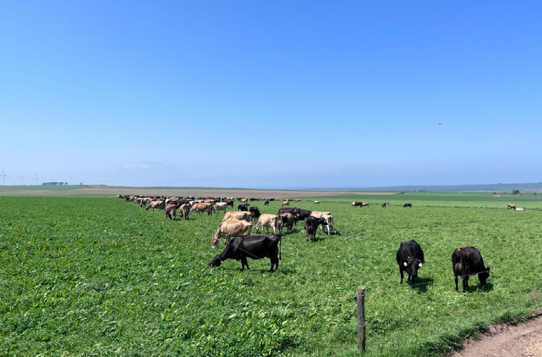 通过过自愿碳市场支持英美资源集团的脱碳行动