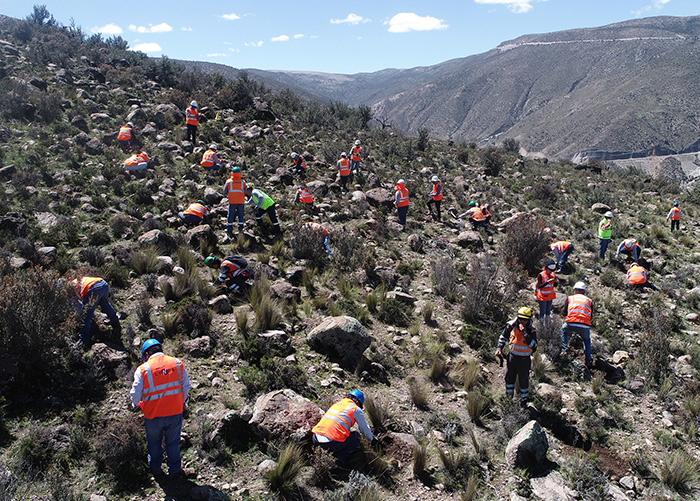 Quellaveco leaves a green footprint: Creating a forest of queñuas