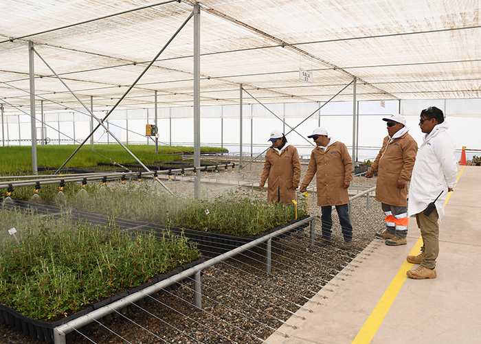 Quellaveco leaves a green footprint: Creating a forest of queñuas