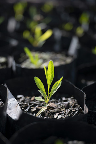 Nature-based solutions will be a central part of our approach