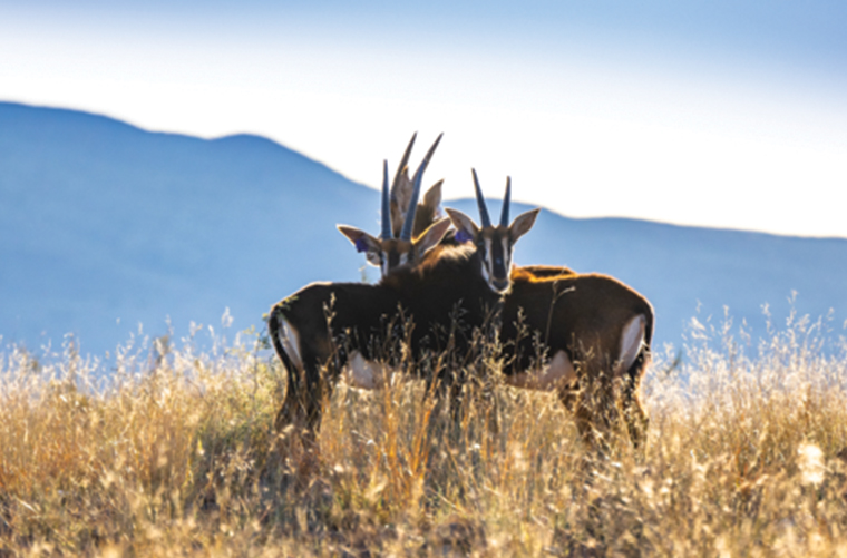 Our approach in action-eDNA