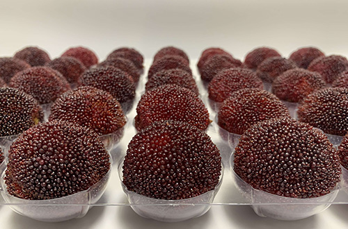 了解具有变革全球食品体系